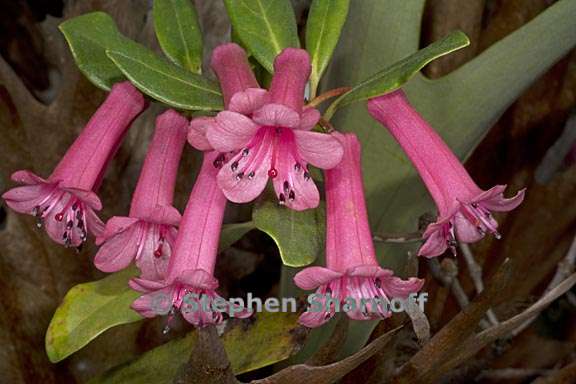 rhododendron celebicum subsection vireya 2 graphic